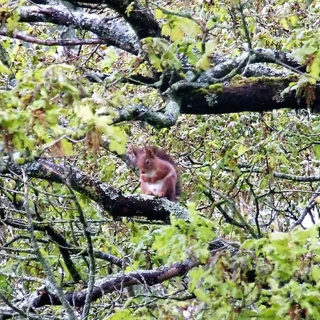 La Cabane Des Beaux Chenes *