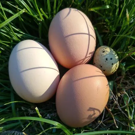 La Cabane Des Beaux Chenes Holiday home