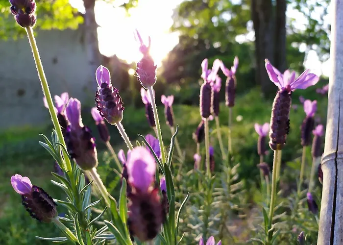 La Des Beaux Chenes *