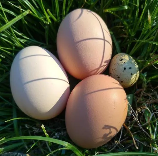 La Des Beaux Chenes Дом отдыха